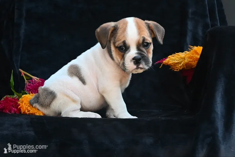 Jax – English Bulldog, Puggle puppy for sale in Millersburg, OH