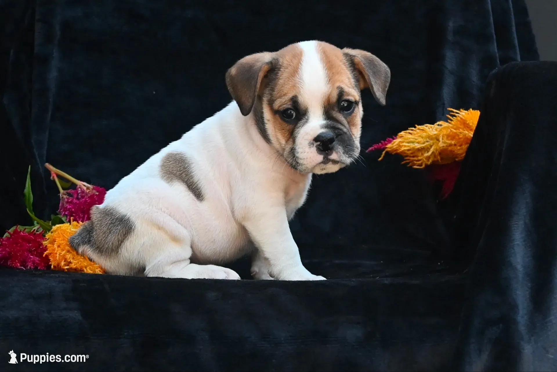 Jax, a male English Bulldog and Puggle for sale in Millersburg, OH – 1 of 10