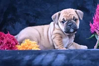 Princess, a female English Bulldog and Puggle for sale in Millersburg, OH – 2 of 10