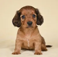 Remmi AKC, a female Miniature Dachshund for sale in Millersburg, OH – 2 of 9