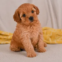 Mila, a female Cavapoo for sale in Millersburg, OH – 3 of 7