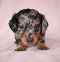 King AKC, a male Miniature Dachshund for sale in Millersburg, OH – 3 of 9