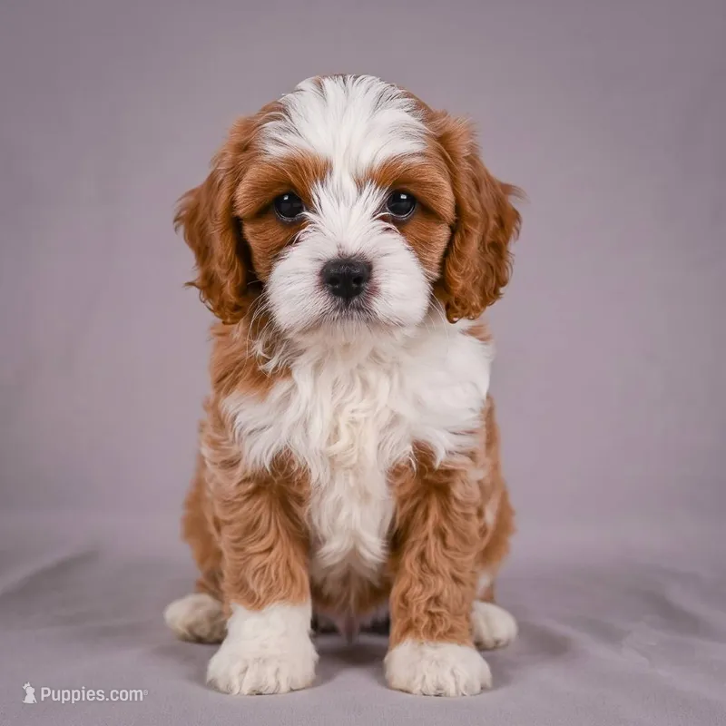 Duke – Cavapoo puppy for sale in Millersburg, OH
