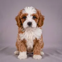 Duke, a male Cavapoo for sale in Millersburg, OH – 1 of 9