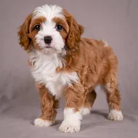 Reno, a male Cavapoo for sale in Millersburg, OH – 5 of 9