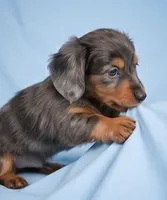 Bella AKC, a female Miniature Dachshund for sale in Millersburg, OH – 5 of 9