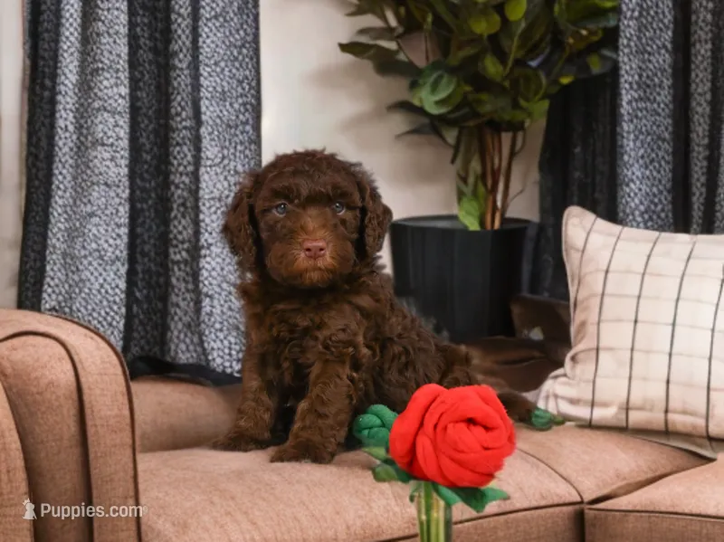 Benji – Miniature Goldendoodle puppy for sale in Millersburg, OH