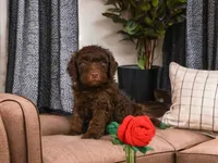 Benji, a male Miniature Goldendoodle for sale in Millersburg, OH – 1 of 8