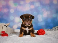 Molly, a female English Bulldog and Puggle for sale in Millersburg, OH – 8 of 10