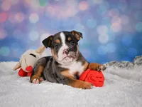 Mia (Mini), a female English Bulldog and Puggle for sale in Millersburg, OH – 3 of 10
