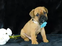 Theo, a male English Bulldog for sale in Millersburg, OH – Photo 6 of 8