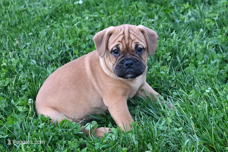 Theo – English Bulldog, Puggle puppy for sale in Millersburg, OH
