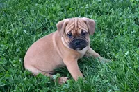 Theo, a male English Bulldog and Puggle for sale in Millersburg, OH – Photo 3 of 9