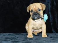 Theo, a male English Bulldog for sale in Millersburg, OH – Photo 2 of 8