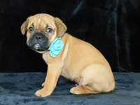 Theo, a male English Bulldog for sale in Millersburg, OH – Photo 5 of 8