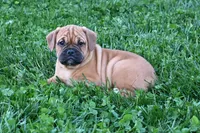 Theo, a male English Bulldog and Puggle for sale in Millersburg, OH – Photo 4 of 9