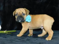 Theo, a male English Bulldog for sale in Millersburg, OH – Photo 4 of 8