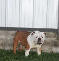 Theo, a male English Bulldog and Puggle for sale in Millersburg, OH – Photo 8 of 9