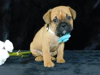 Theo, a male English Bulldog for sale in Millersburg, OH – Photo 7 of 8
