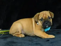 Theo, a male English Bulldog for sale in Millersburg, OH – Photo 1 of 8