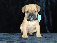 Theo, a male English Bulldog for sale in Millersburg, OH – Photo 3 of 8