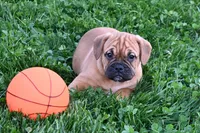 Theo, a male English Bulldog and Puggle for sale in Millersburg, OH – Photo 5 of 9