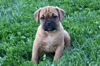 Theo, a male English Bulldog and Puggle for sale in Millersburg, OH – Photo 6 of 9