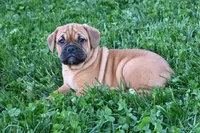 Theo, a male English Bulldog and Puggle for sale in Millersburg, OH – Photo 2 of 9