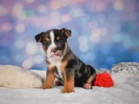 Mia (Mini), a female English Bulldog and Puggle for sale in Millersburg, OH – 7 of 10