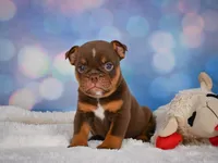 Chloe (mini), a female English Bulldog and Puggle for sale in Millersburg, OH – 7 of 10