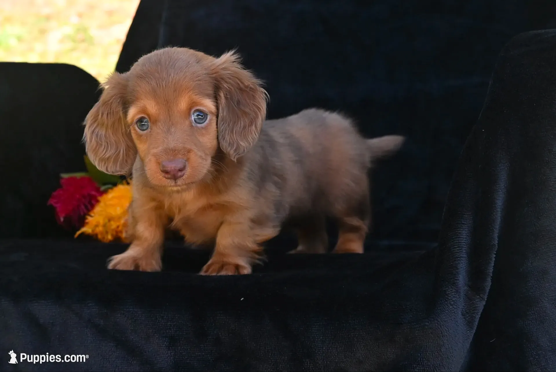 AKC Ruby, a female Miniature Dachshund for sale in Millersburg, OH – 1 of 10
