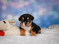 Buddy (mini), a male English Bulldog and Puggle for sale in Millersburg, OH – 7 of 10