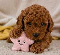 Jake, a male Cavapoo for sale in Millersburg, OH – 4 of 10