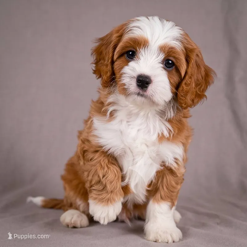Reno – Cavapoo puppy for sale in Millersburg, OH