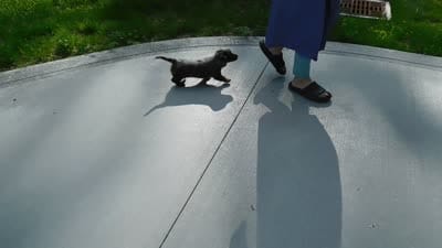 AKC Pearl, a female Miniature Dachshund for sale in Millersburg, OH – 9 of 9
