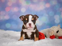 Claire (mini), a female English Bulldog and Puggle for sale in Millersburg, OH – 4 of 10