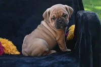 Ann, a female English Bulldog and Puggle for sale in Millersburg, OH – 6 of 10