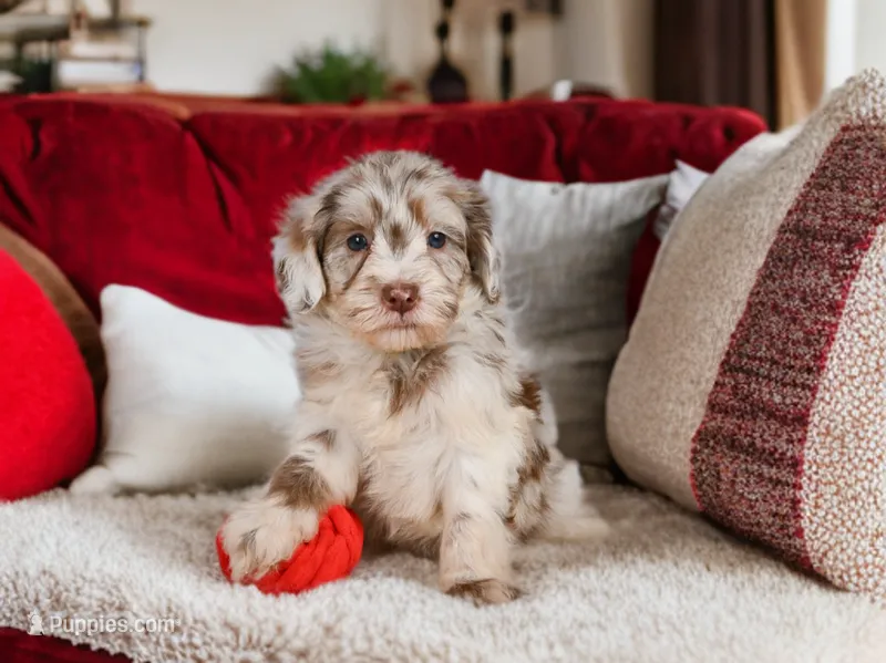 Lucy – Miniature Goldendoodle puppy for sale in Millersburg, OH