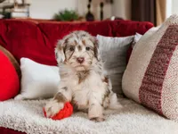 Lucy, a female Miniature Goldendoodle for sale in Millersburg, OH – 1 of 9