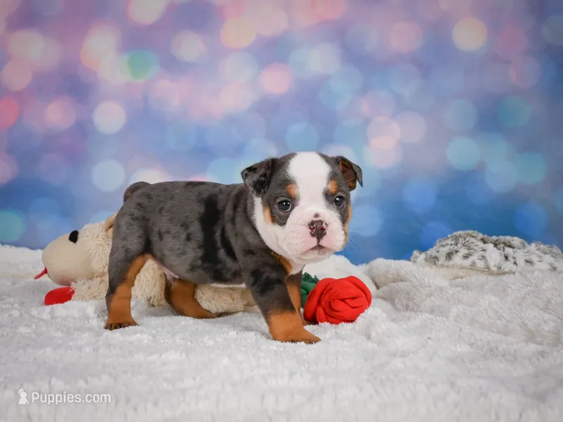 Bruno (mini) – English Bulldog, Puggle puppy for sale in Millersburg, OH