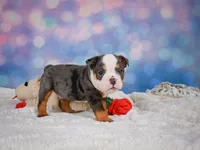 Bruno (mini), a male English Bulldog and Puggle for sale in Millersburg, OH – 5 of 10