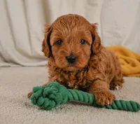 Jasper, a male Cavapoo for sale in Millersburg, OH – 5 of 9