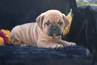 Ann, a female English Bulldog and Puggle for sale in Millersburg, OH – 7 of 10