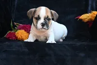 Jax, a male English Bulldog and Puggle for sale in Millersburg, OH – 7 of 10