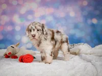Lucy, a female Miniature Goldendoodle for sale in Millersburg, OH – 6 of 9