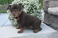 Chloe (mini), a female English Bulldog and Puggle for sale in Millersburg, OH – 2 of 10