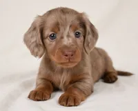 Beau AKC, a male Miniature Dachshund for sale in Millersburg, OH – 5 of 9