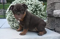 Chloe (mini), a female English Bulldog and Puggle for sale in Millersburg, OH – 3 of 10