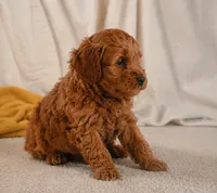 Jasper, a male Cavapoo for sale in Millersburg, OH – 2 of 9