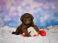 Benji, a male Miniature Goldendoodle for sale in Millersburg, OH – 2 of 8